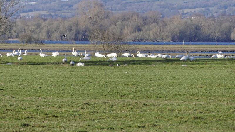 Whooper Swans pictured close to the route of the A6 upgrade 