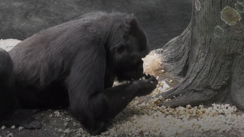 The release of foods such as popcorn into enclosures allows the animals to forage.