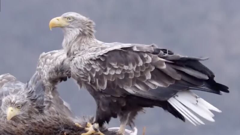 The white-tailed eagle was first ringed as a chick on the Isle of Skye in 1994.