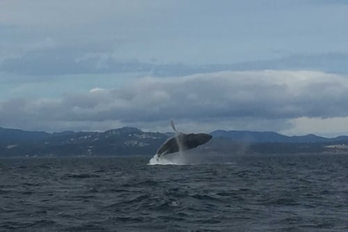 Whale watching is a 'dream holiday' for many tourists