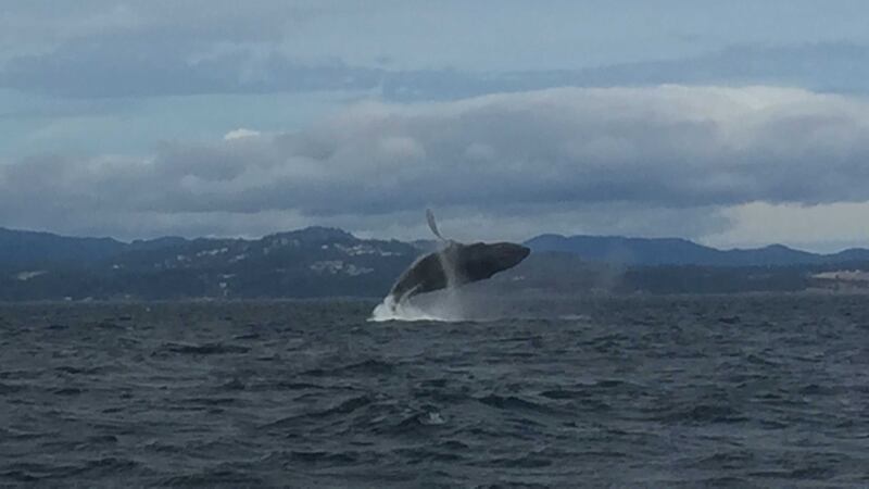 &nbsp;A whale breaches off the west coast of Canada. Picture by Amy Cochrane