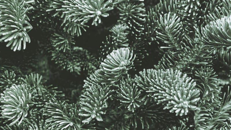 Fraser fir (Abies fraseri) &ndash; expensive and hard to come by as they are harder to grow commercially than Nordmann firs 