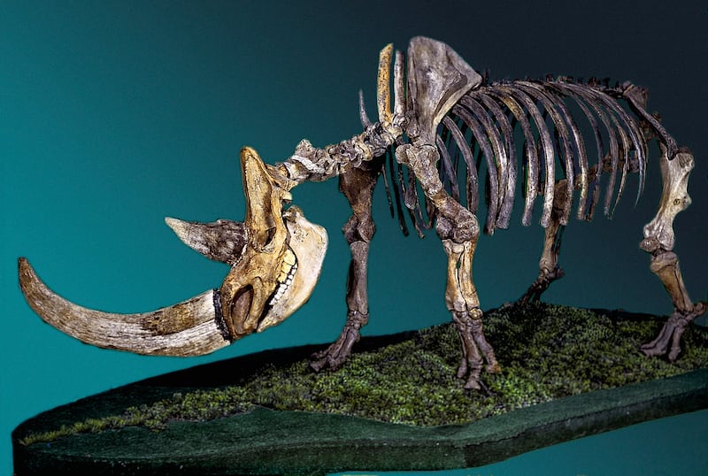 A woolly rhinoceros skeleton