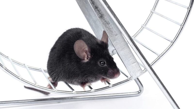 Cancer-killing cells were more active in mice allowed to do exercise 