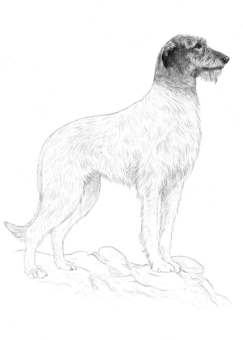 An early draft sketch of the Irish wolfhound for inclusion in the passport redesign.