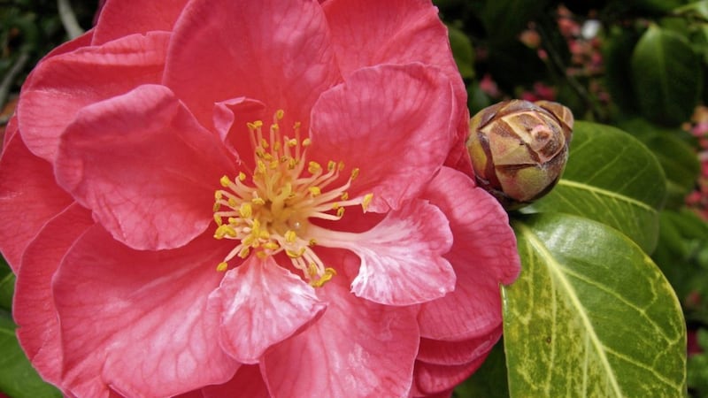 Camellia japonica is a popular choice for gardens 