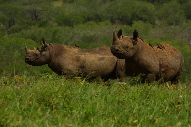 Adult female black rhinos alerted by red-billed oxpeckers
