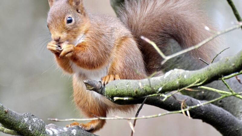Ireland&#39;s red squirrels are making a comeback Picture by Joe Kilroy                   