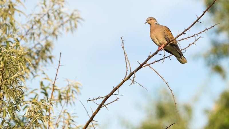 European turtle doves are one of the species listed under the treaty