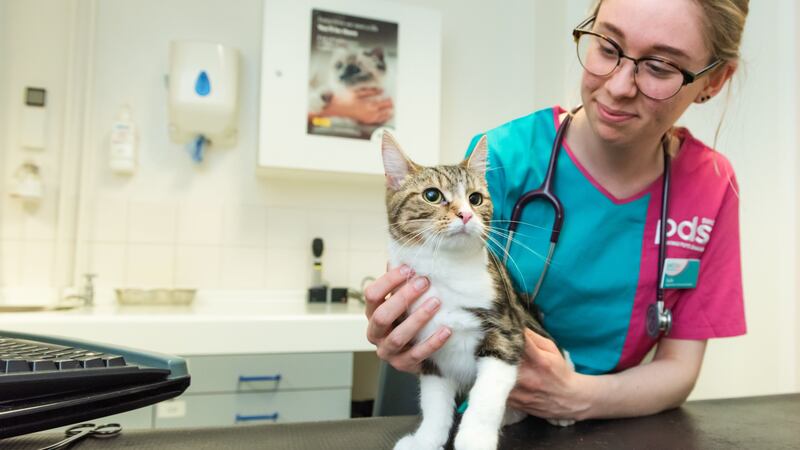 Vet charity PDSA has urged owners to learn pet first aid.