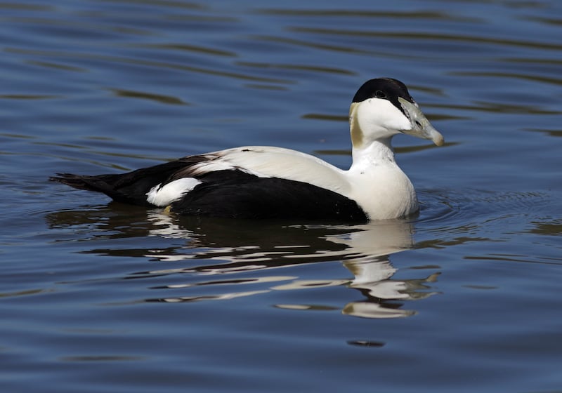 An area on the coast of Northumberland has been designated to protect eider ducks (Gillian Day/PA)