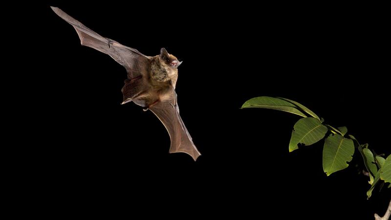 Kuhl’s pipistrelle were among the bat species included in the study (Alamy/PA)