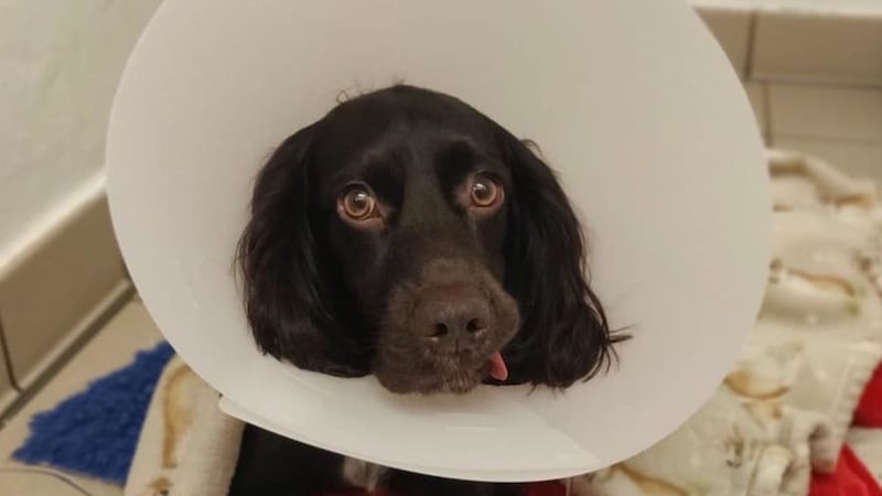 Ralph the cocker spaniel had to undergo emergency surgery after the fabric blocked his intestines.