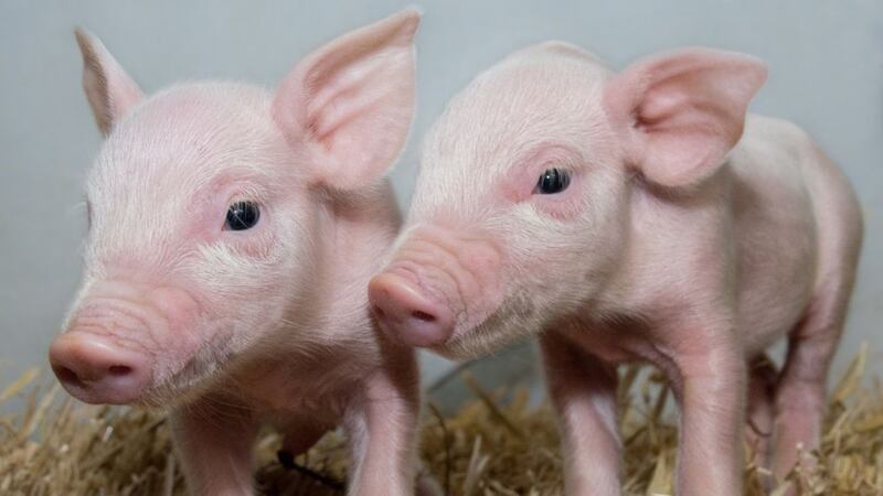 Scientists have created gene-edited pigs that are immune to a major disease