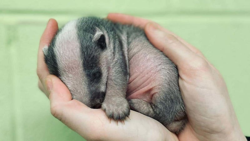 The cub weighed only 250g when it was picked up by an animal welfare charity.