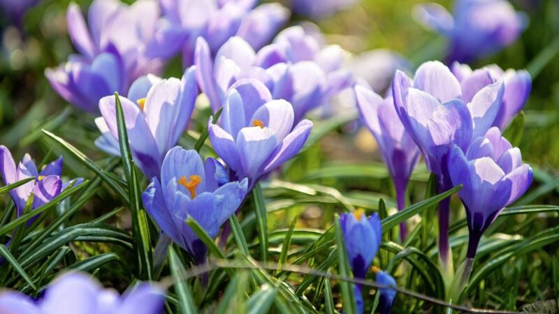 Crocuses are among the many bulbs you can still plant 