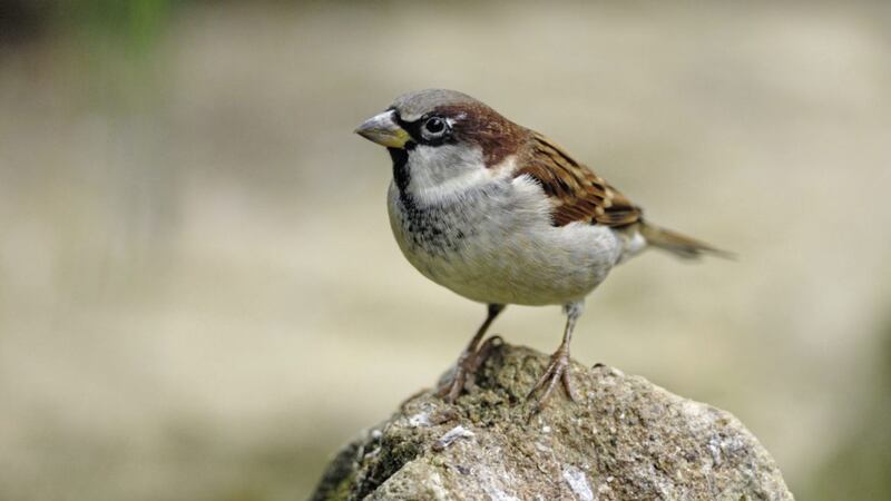 For the past four years house sparrows have been the most common bird in the north&#39;s gardens 