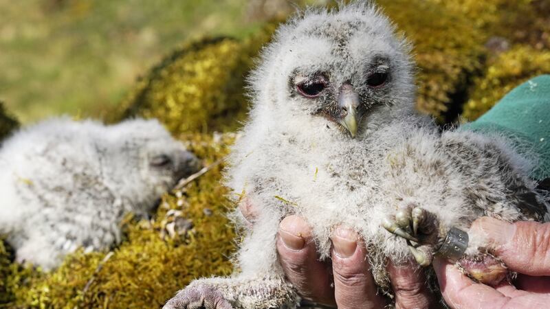 The research in Kielder Forest, Northumberland, started more than 40 years ago and has seen thousands of chicks ringed.