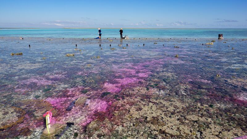 Rising acidity levels may threaten coral reef survival, scientists warn.