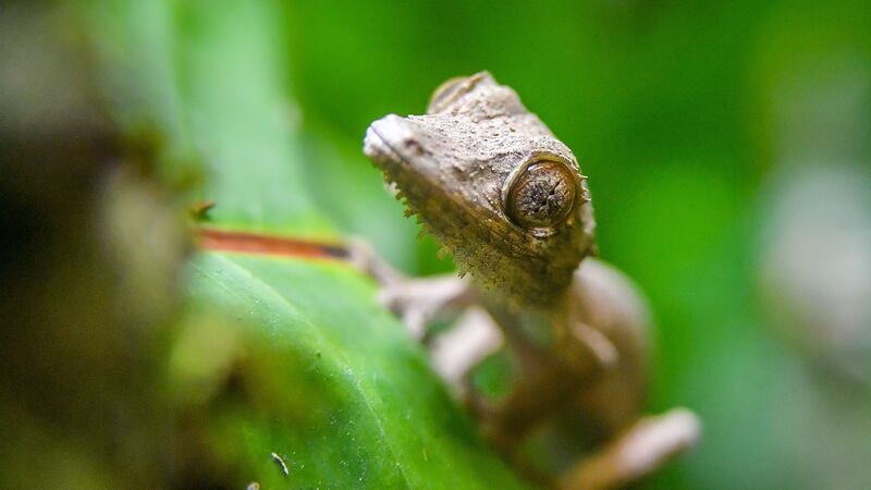 The Henkel’s leaf-tailed gecko hatched from an egg that was just 1.5cm in diameter.