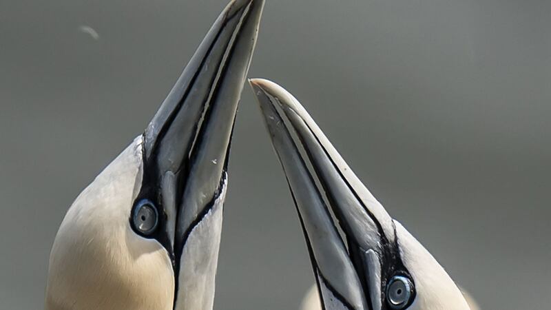 Gannets and other birds gather at Bempton Cliffs on the Yorkshire coast to find a mate, settle down and have chicks.