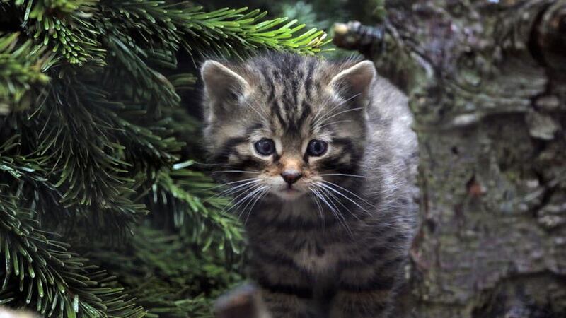 The wildcat kittens were born in April (RZSS/PA)