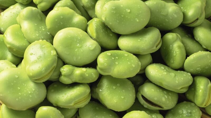 Broad beans suffer from a bad press but they are a great addition to your garden 