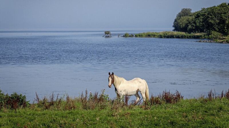 The white horse : Grazing on the shore of Lough Neagh, Co Antrim Picture Mal McCann.