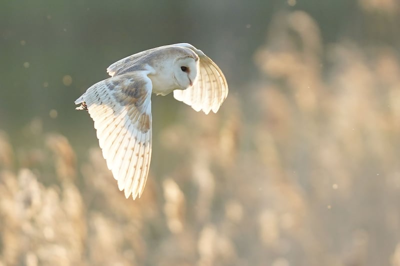 barn owl are listed under Schedule 1 of the Wildlife and Countryside Act 1981, giving them legal protection
