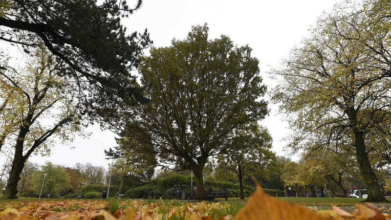 The Peace Tree in north Belfast which has been named Tree of the Year by the Woodland Trust. Photograph by Michael Cooper 