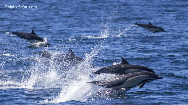 Southern California is home to nearly 450,000 common dolphins.