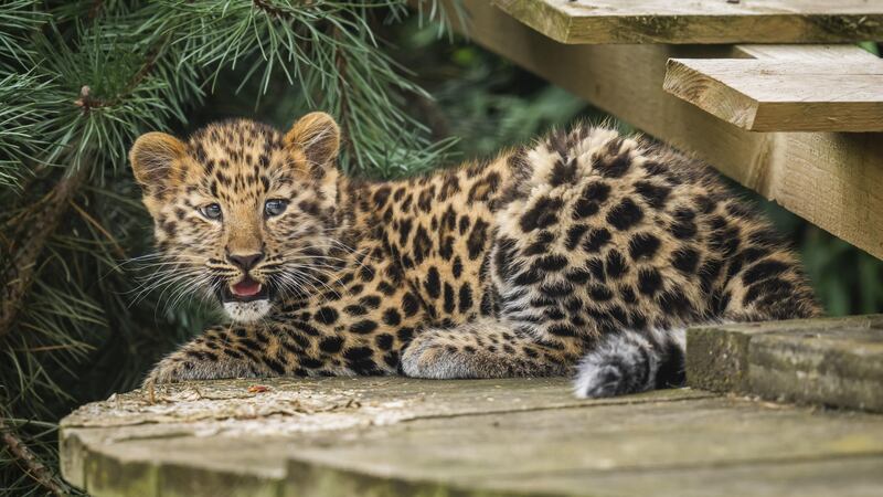 The critically endangered Amur Leopard cub born in Europe this year takes its first steps into its reserve at the Yorkshire Wildlife Park in Doncaster (Danny Lawson/PA)