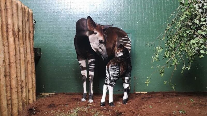 Oni the okapi has given birth to a healthy baby girl at ZSL London Zoo.