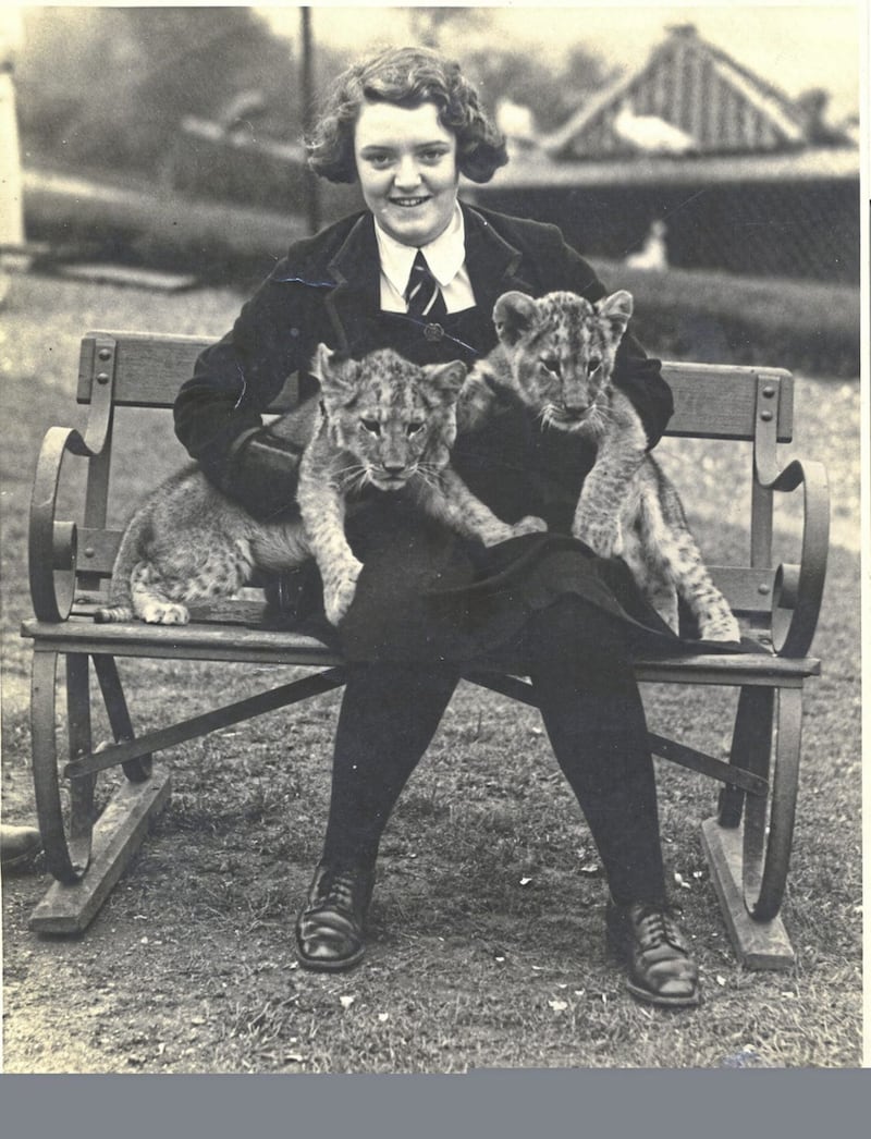 A school child with lion cubs at Belfast Zoo