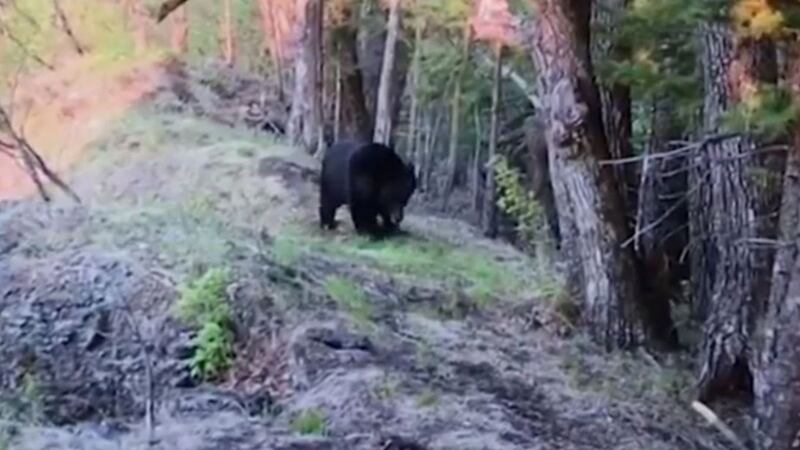 The footage shows the bear approaching a tree, then rearing up to stand on its two hind legs to rub its back against the trunk.