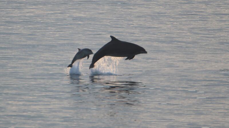 Hull University researchers studied 134 bottlenose dolphins from around the world.