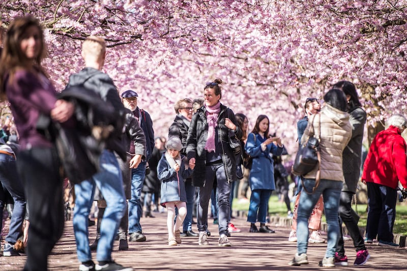 Sakura in Copenhagen