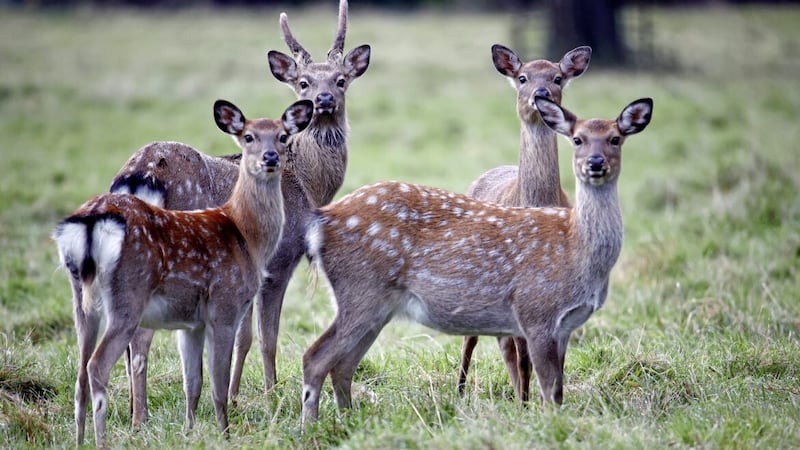 Sika deer were introduced to Ireland from Japan by Lord Powerscourt in 1860 