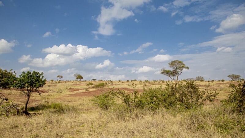 Grassland in Kenya 