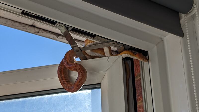 The exotic reptile tried to slither into a house in Hereford Walk, Basildon.