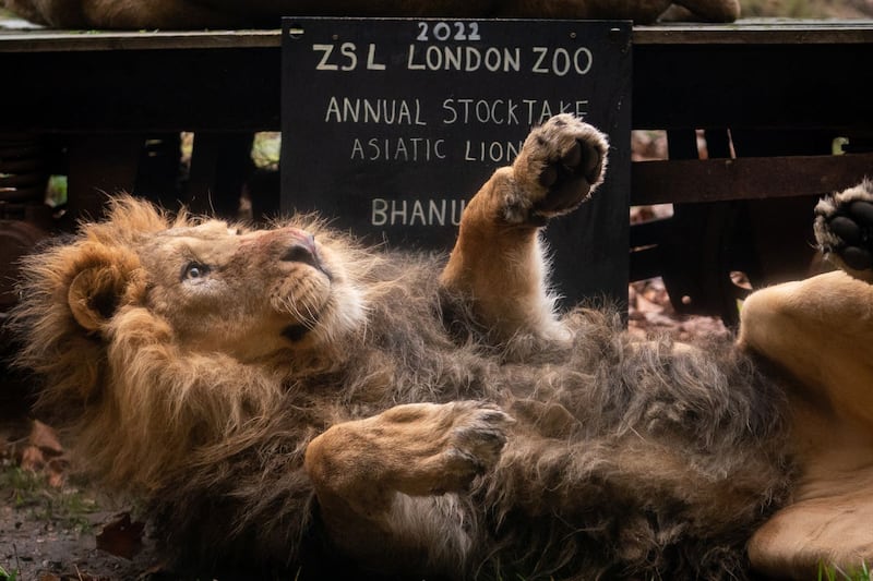 An Asiatic lion at the zoo