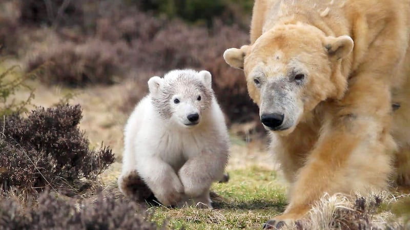 Polar bears 