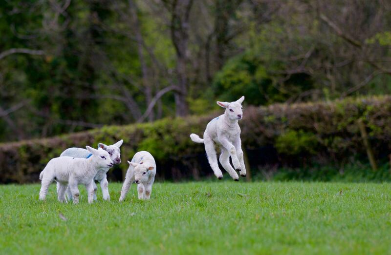 A stock image of lambs playing in a field