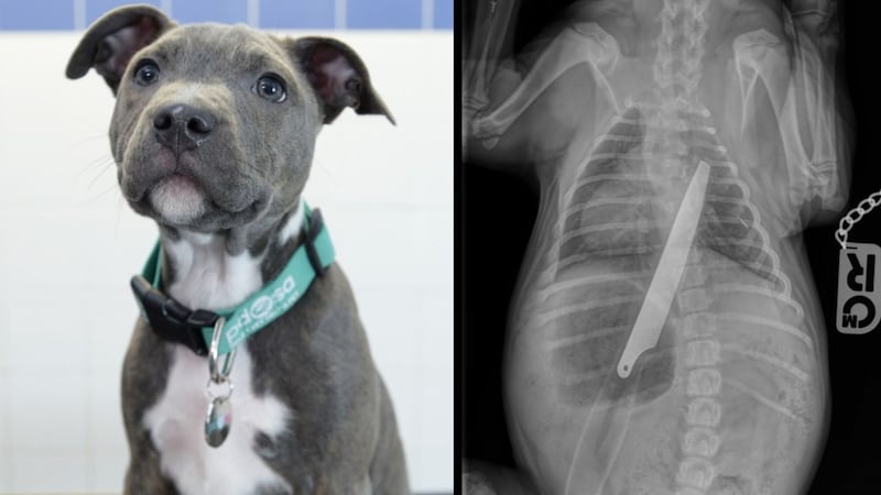 This 'extremely lucky' puppy survived after swallowing an 8-inch knife