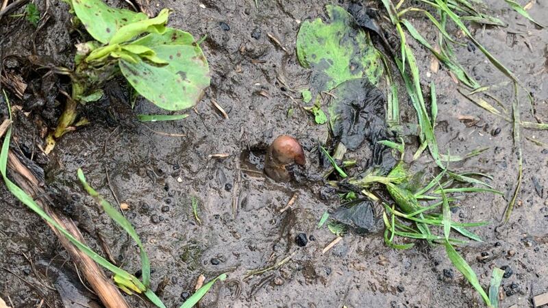 Northumbria Police received a call about possible human remains in a muddy field which turned out to be a spud growing next to a mushroom.