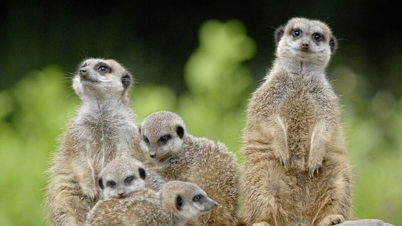 Meerkats at Belfast Zoo - Belfast Zoo is providing updates, and sharing behind-the-scenes footage of animals in the hope it will lift `community spirit&#39; amid Covid-19 lock-down 