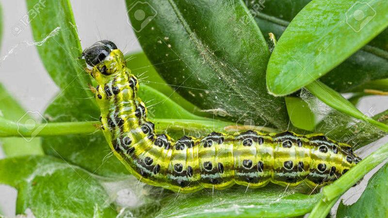 Caterpillar of the box tree moth &ndash; Cydalima perspectalis 