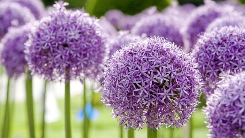 If it&rsquo;s wow factor you&rsquo;re after, it&rsquo;s hard to go past Allium &#39;Globemaster&#39; 
