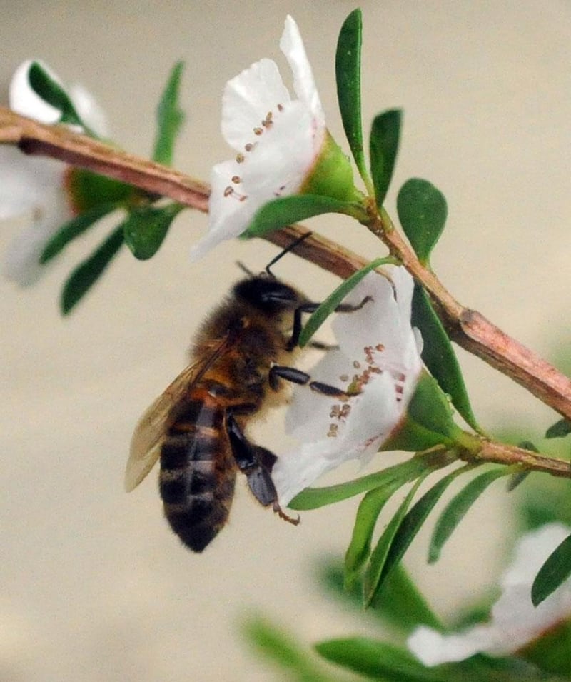  bee on a manuka bush