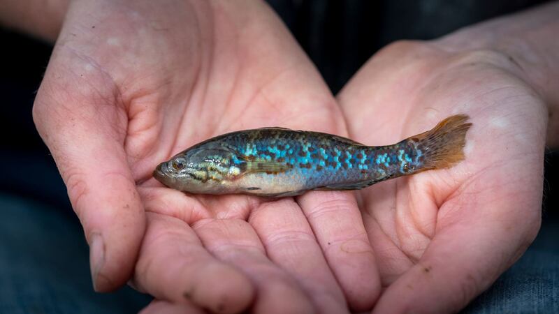 The southern purple spotted gudgeon was thought to be extinct in Victoria but has now been found in several lakes in the Australian state.